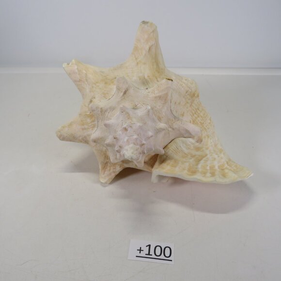 Large Real Conch Sea Shell 10" x 9.5" wide 6.5" tall - Picture 4 of 8